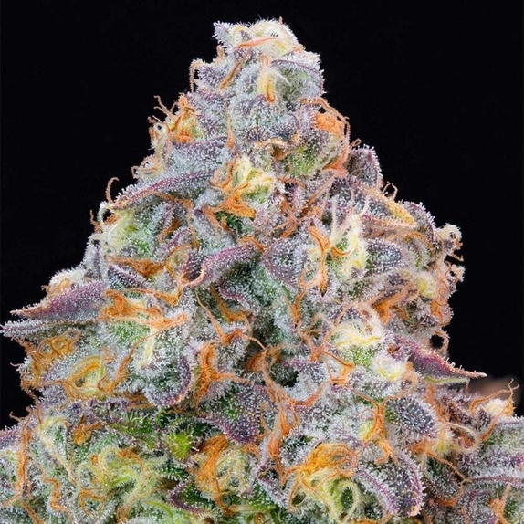 Blue Zlime Feminized Cannabis Seeds