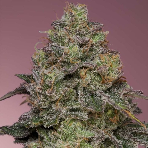 Pink Parmesan Feminized Cannabis Seeds