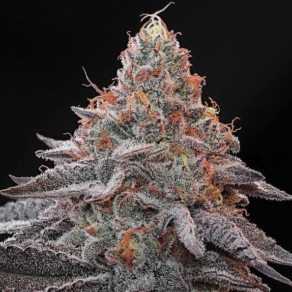 Kashmir Black Feminized Cannabis Seeds