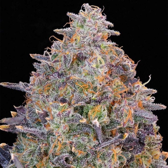 Pink Chai Feminized Cannabis Seeds