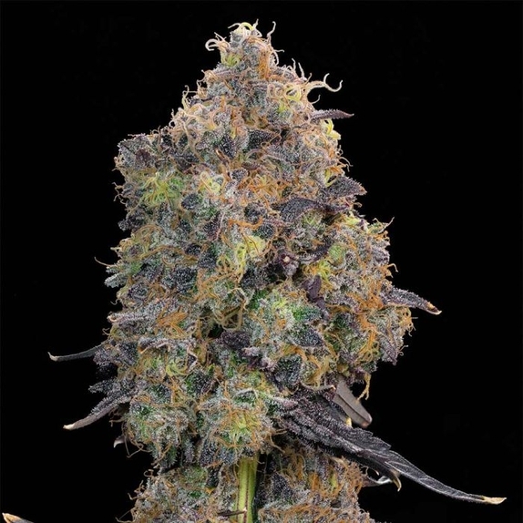 Blueberry Zkunk Cannabis Seeds