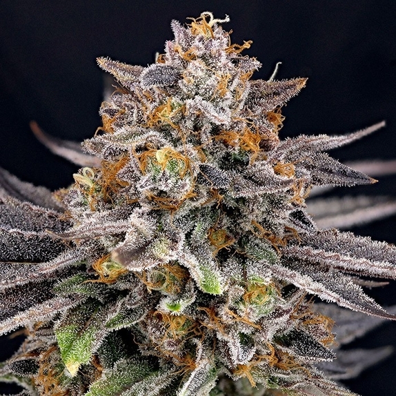 CandyGaz Cannabis Seeds