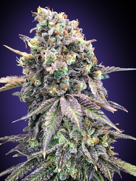 Purple Punch Cannabis Seeds