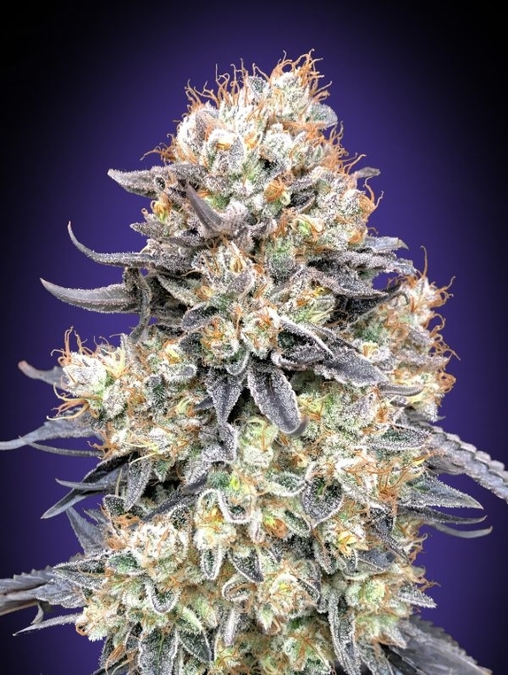 Auto Purple Punch Cannabis Seeds