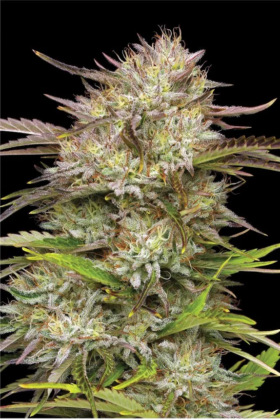 California Haze Cannabis Seeds