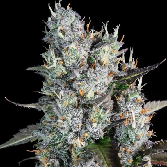 Red Velvet Auto Cannabis Seeds