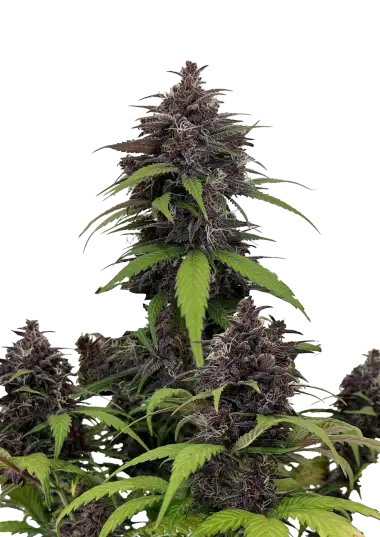 Purple Haze Auto Cannabis Seeds