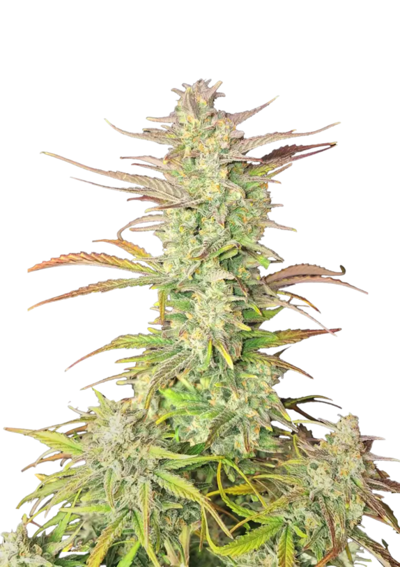 Z-up Auto Cannabis Seeds
