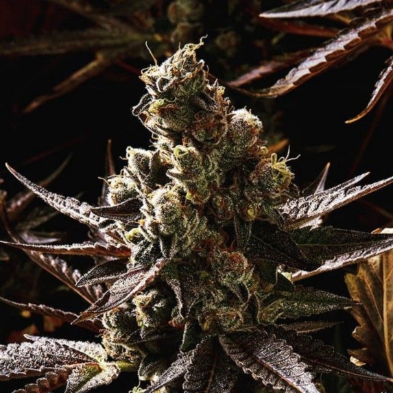 V Kush regular Cannabis Seeds