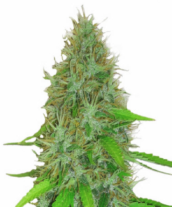 2 Fast 2 Vast Auto Cannabis Seeds