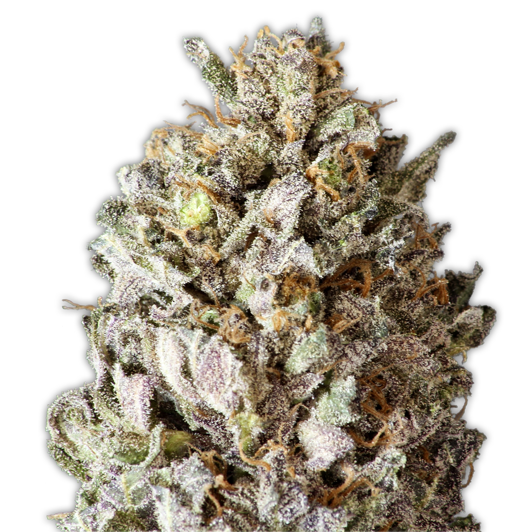 Diesel Drift Cannabis Seeds