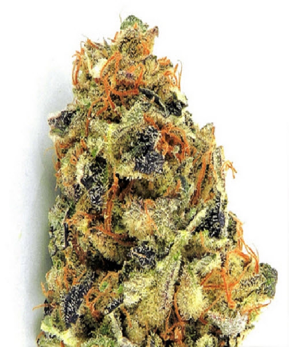 K.O.Kush Cannabis Seeds