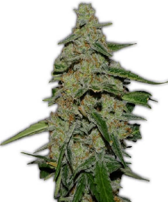 Lemon Cake Cannabis Seeds