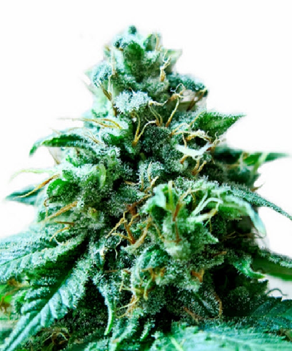 Superb OG Cannabis Seeds
