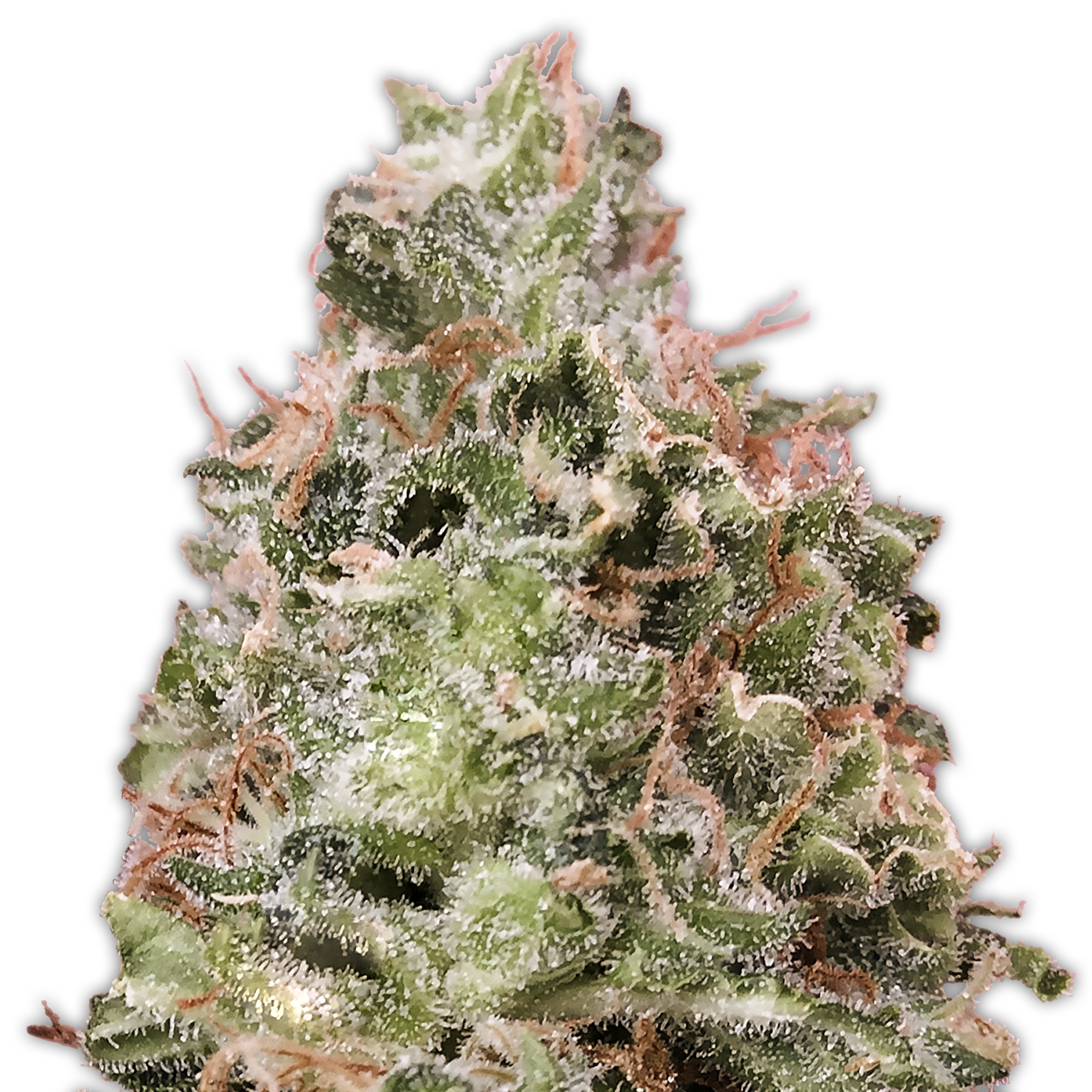 Waist Deep Auto Cannabis Seeds