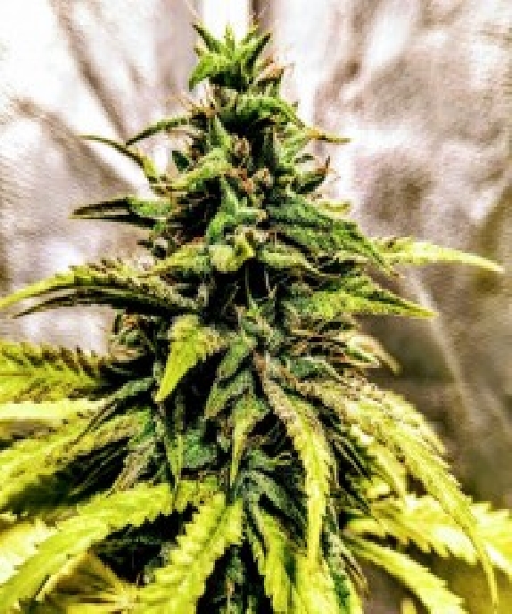 OG Dawg Stomper Cannabis Seeds