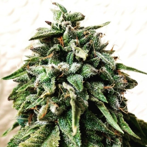 OG Strawberry Starkiller Cannabis Seeds
