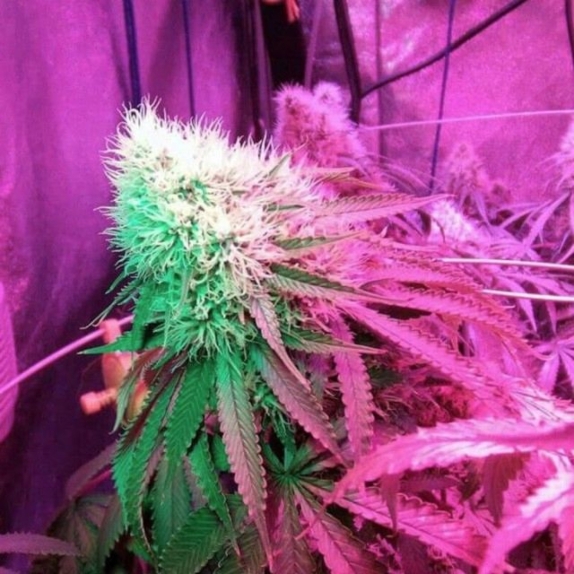 Strawberry StarDawg feminised Cannabis Seeds