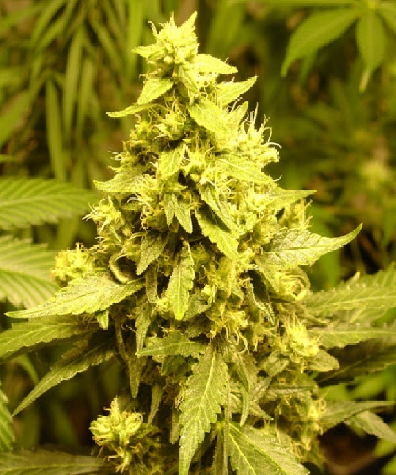 AC Diesel Cannabis Seeds