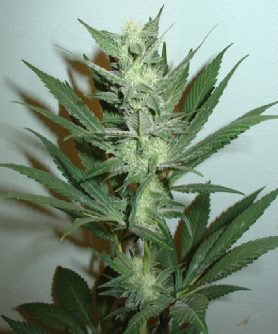 Armageddon Cannabis Seeds