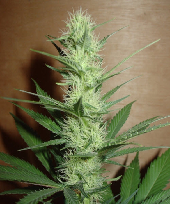 Big Bud Cannabis Seeds