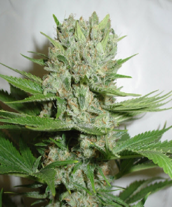 Blue Pearl Auto Cannabis Seeds