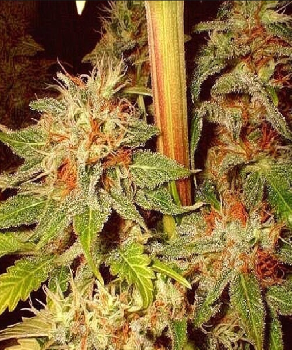 Californian Orange Cannabis Seeds