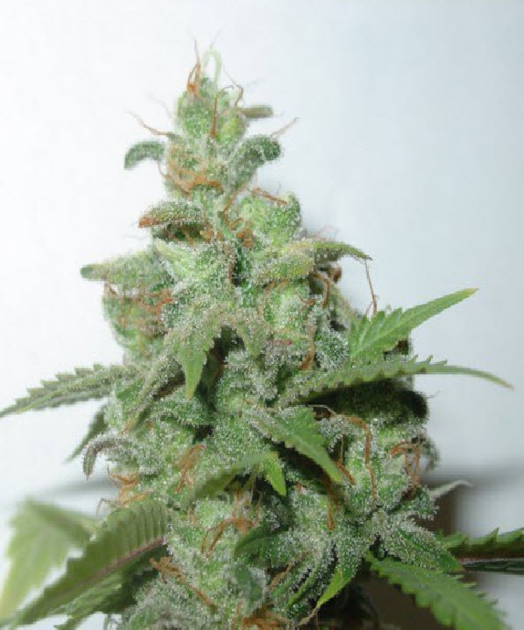 Caramella Auto Cannabis Seeds