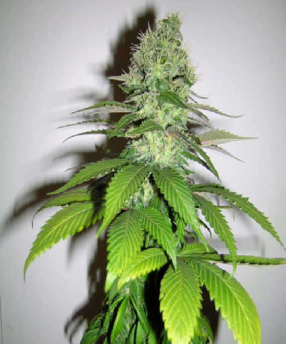 Caramella Cannabis Seeds