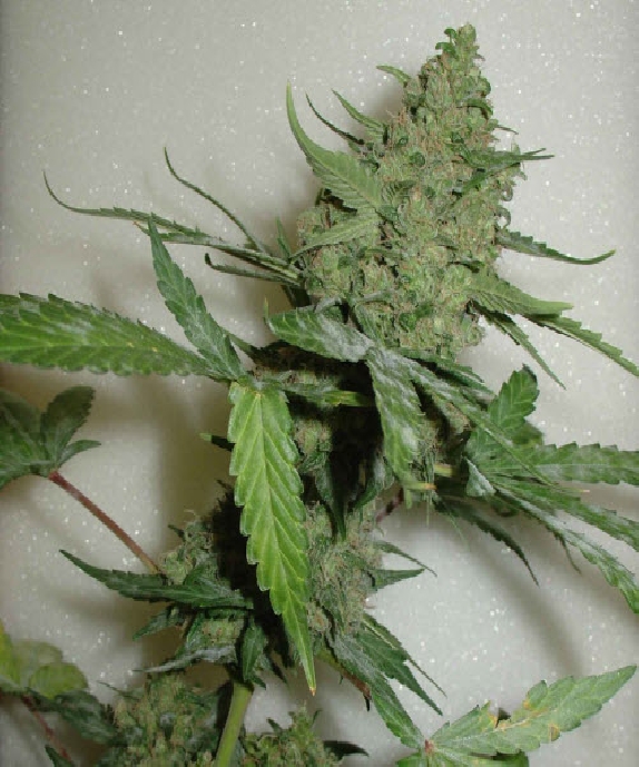 CH.1 Cannabis Seeds