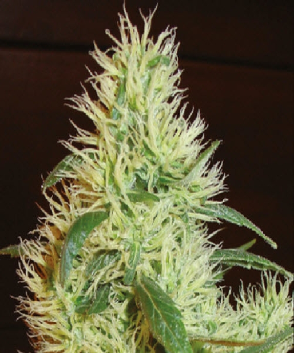 First Lady (White Widow) Cannabis Seeds