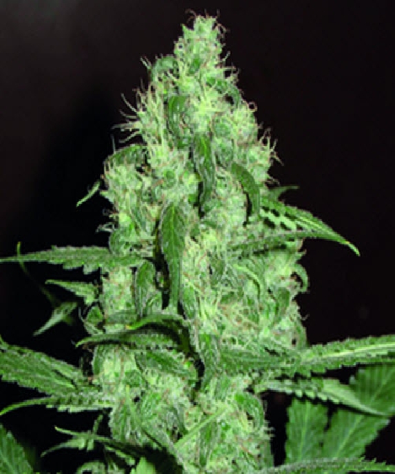 Homegrown CH.1 Auto Cannabis Seeds