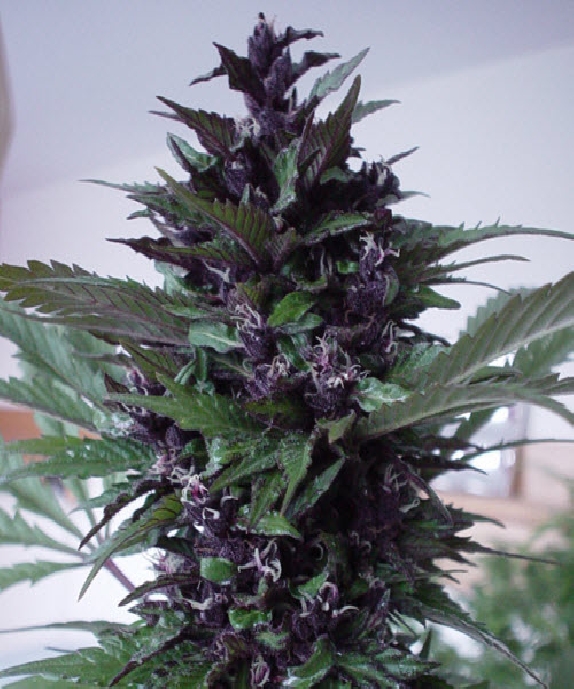 Purple Cannabis Seeds