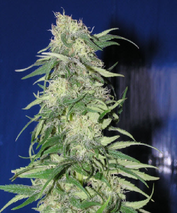 K2 Cannabis Seeds