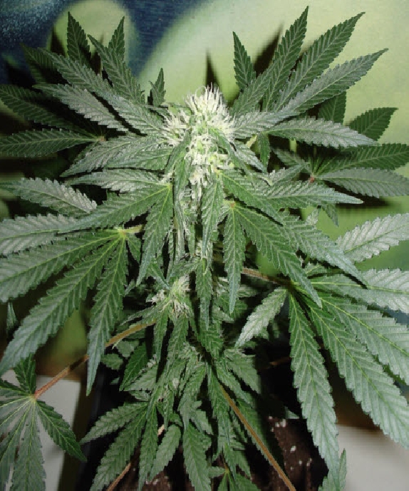 Lowryder Cannabis Seeds