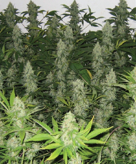 Master Kush Cannabis Seeds