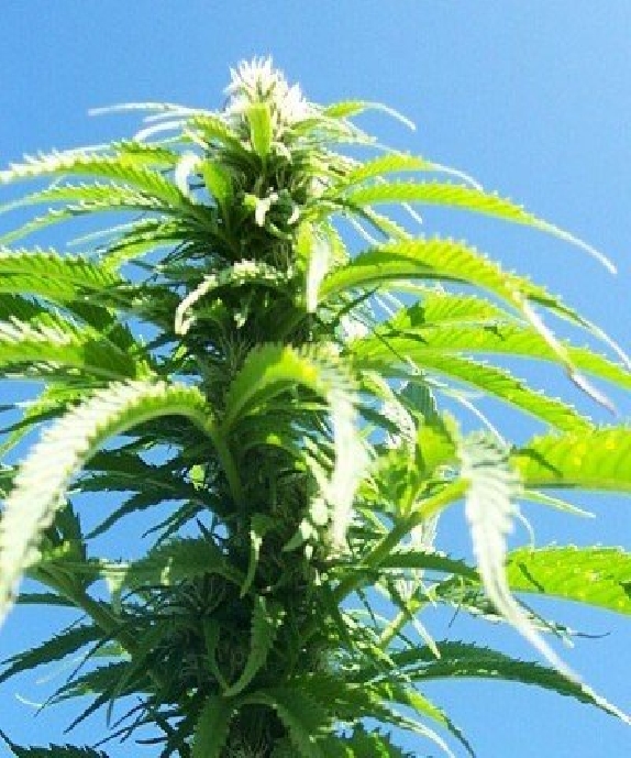 Outdoor Mix Cannabis Seeds