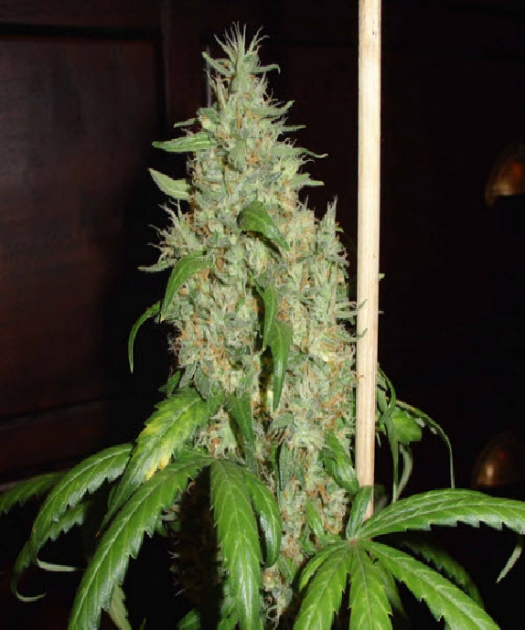 Skunk #1 Cannabis Seeds