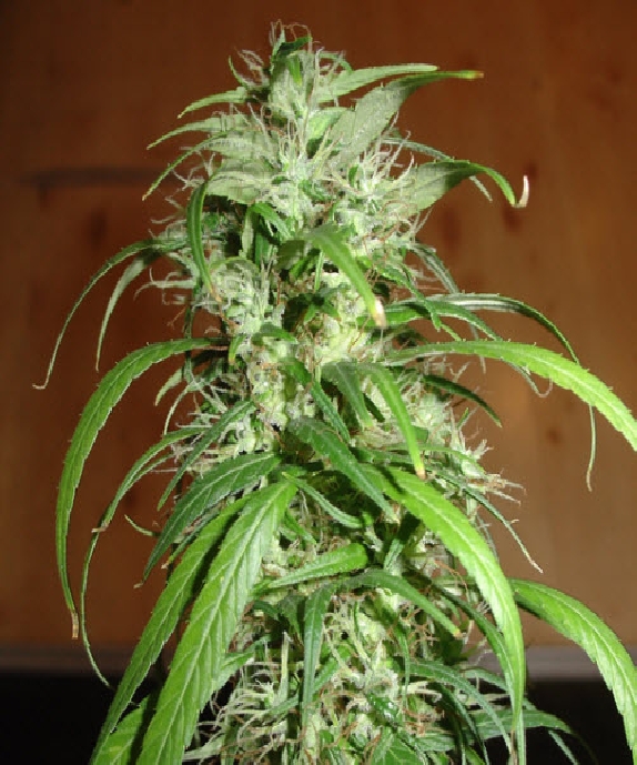 SPR Haze Cannabis Seeds