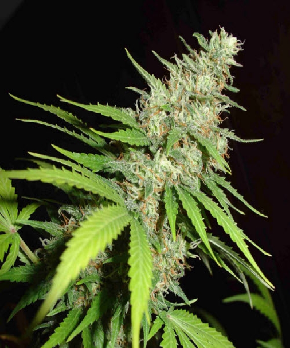Top 44 Cannabis Seeds