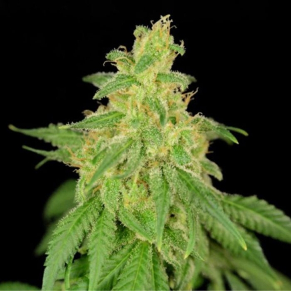 CBD Rene Feminised Cannabis Seeds