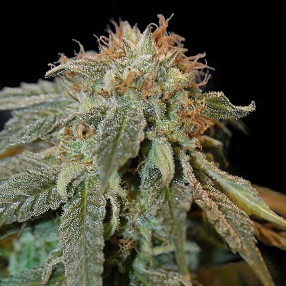 Haoma Feminised Cannabis Seeds