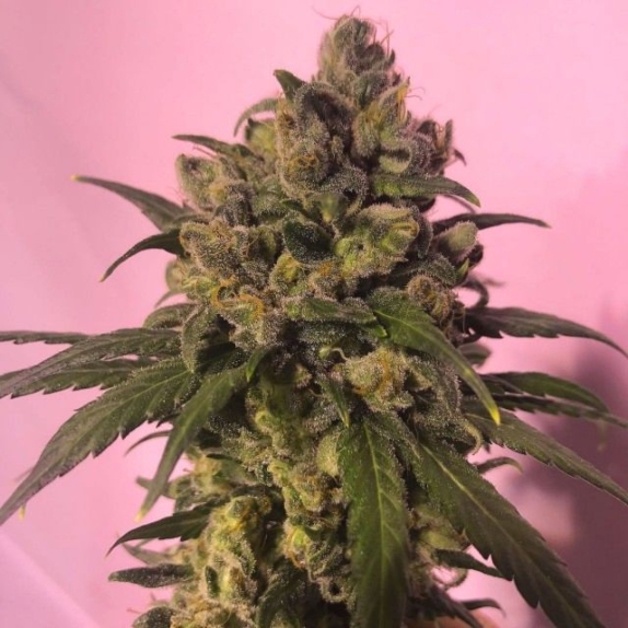 Highlo Feminised Cannabis Seeds