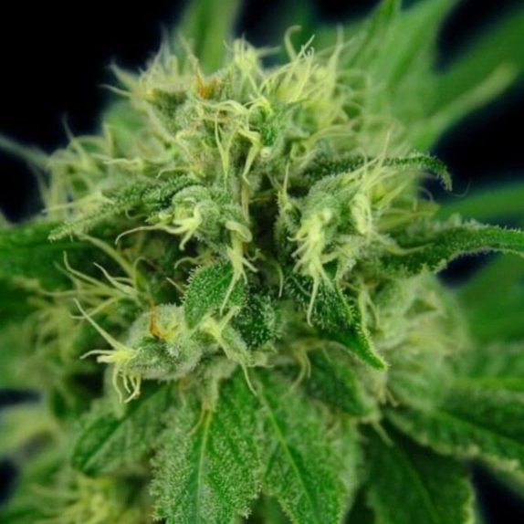 Jack Eh FKA Jack Herer Feminised Cannabis Seeds