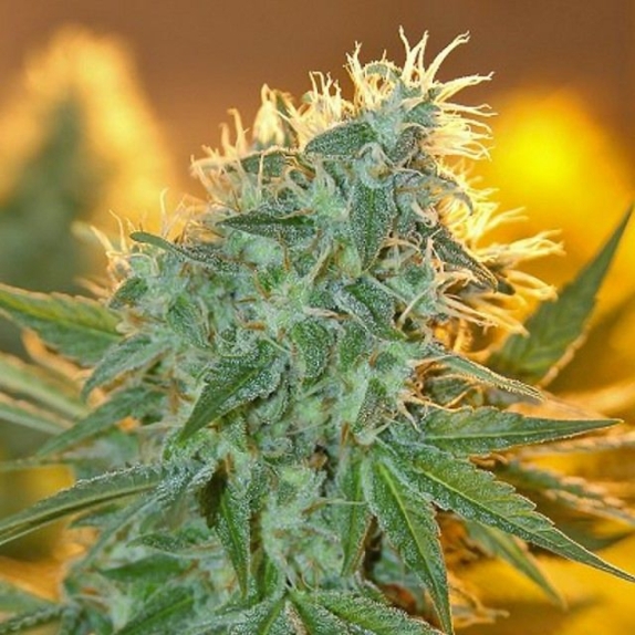 Jean Guy Feminised Cannabis Seeds