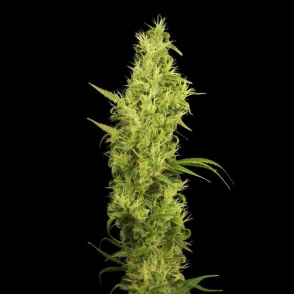 Sunshine Feminised Cannabis Seeds