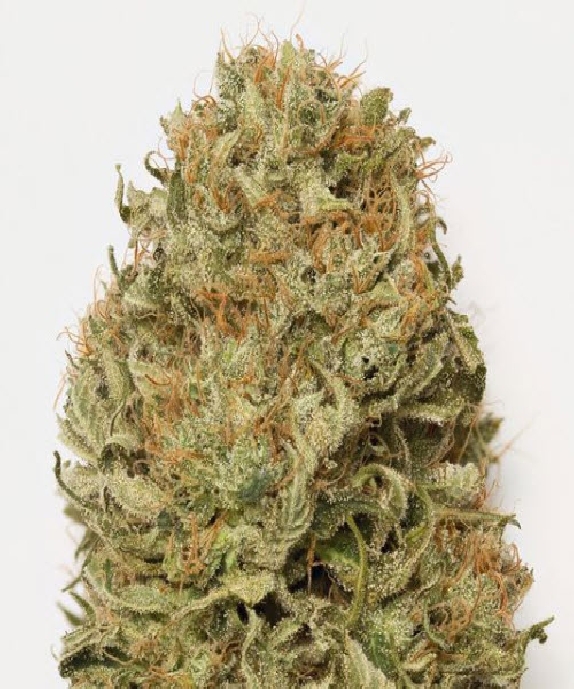 Blue Dream Auto Cannabis Seeds