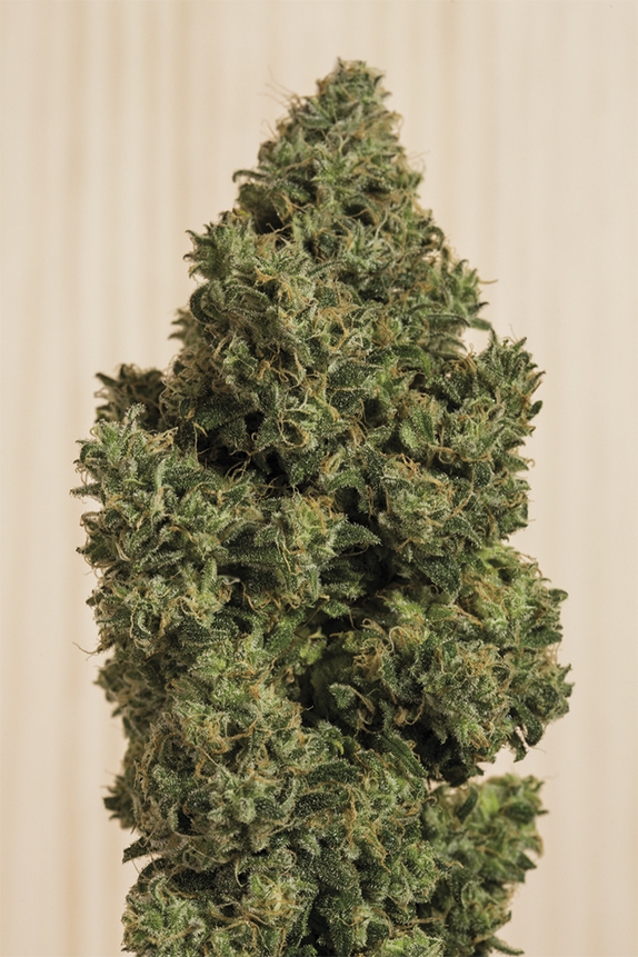 Blue Dream CBD Cannabis Seeds