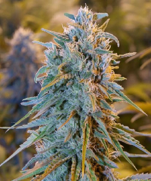 Blue Dream Cannabis Seeds