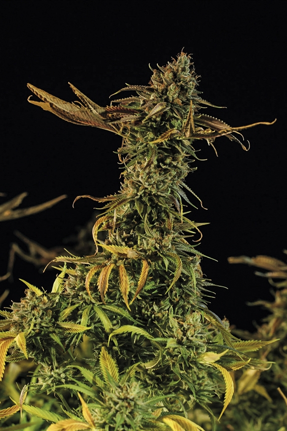 Blueberry Headband Cannabis Seeds